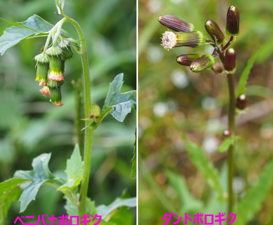 6ベニバナボロギクとダンドボロギク1