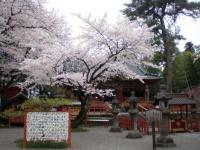 世良田東照宮の桜 2