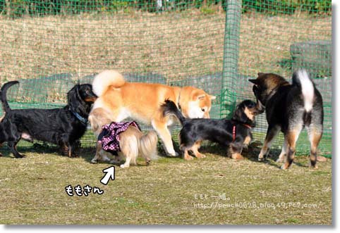 木場潟ラン201302 109