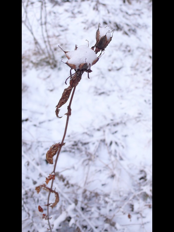 トモエソウ 雪と果実 トモエソウ 雪と果実