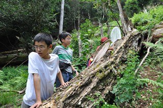 005奥の院裏手の斜面でコバネカミキリを待つ