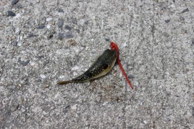 IMG_0675_convert_20120421213854.jpg