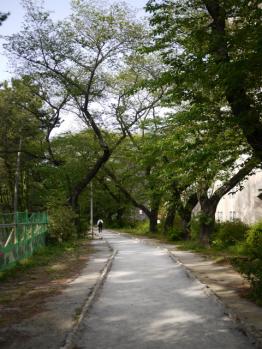 土手の葉桜