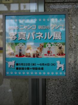 明日のワンコ