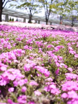 六本木ヒルズ芝桜