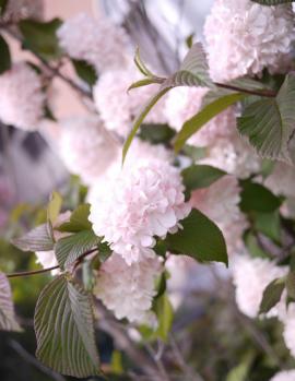 紫陽花