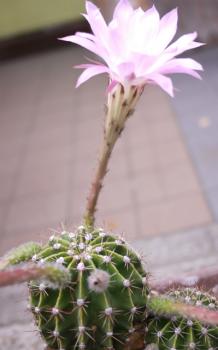 サボテンの花