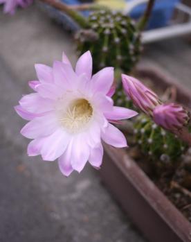 サボテンの花アップ!!