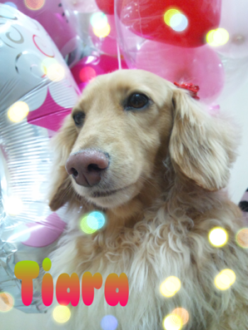 ティアラ