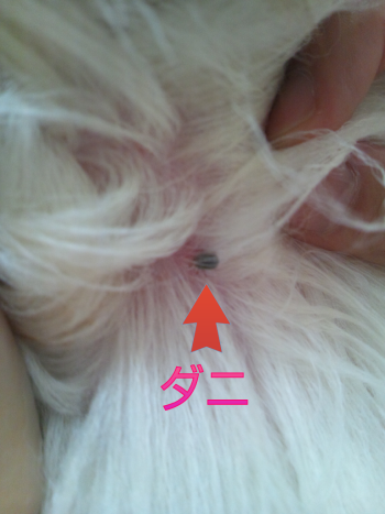 ダニ