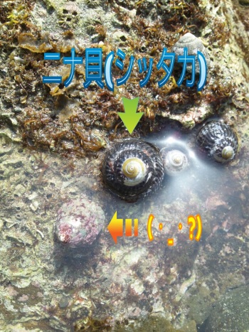 ニナと?貝
