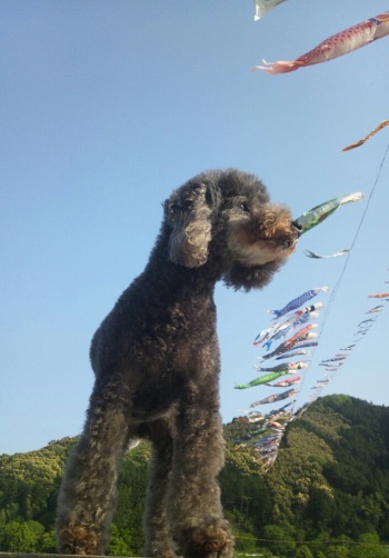 アラレ鯉のぼり