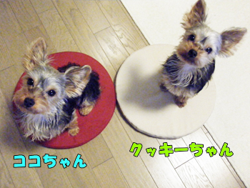 ココちゃん・クッキーちゃん