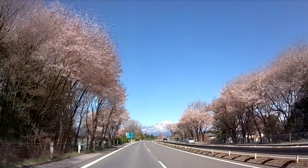 日光連山と桜