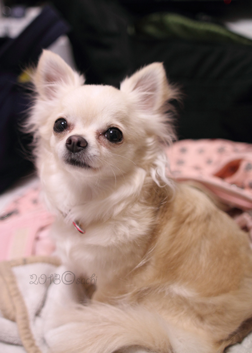 ruru