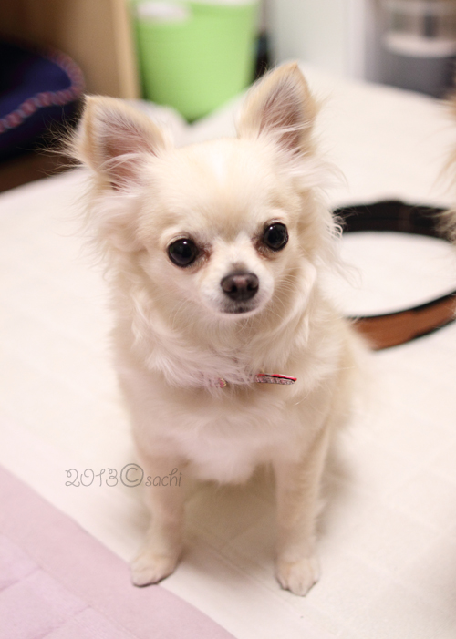 ruru