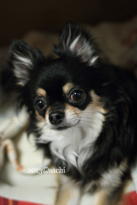 coco