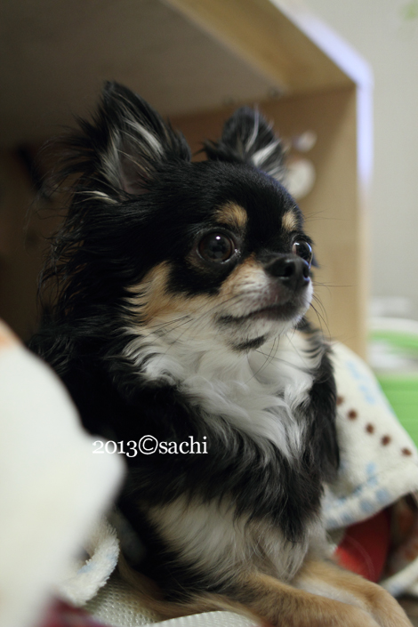 coco