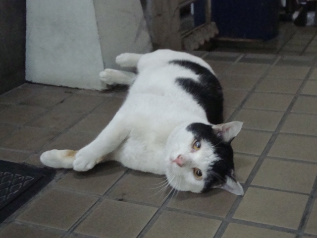 DSC07170.jpg
