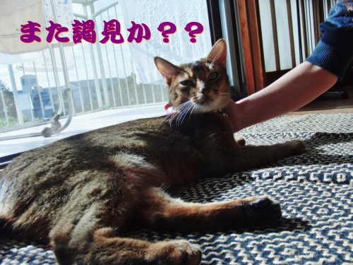 王子公務