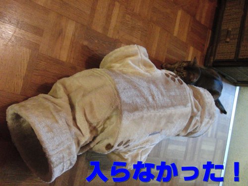 はいらなーい!
