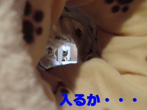 来い来い!