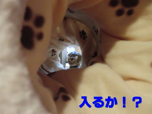 こーい!