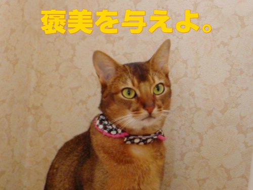 褒美をやろう