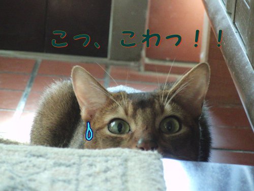 こ、こわい!