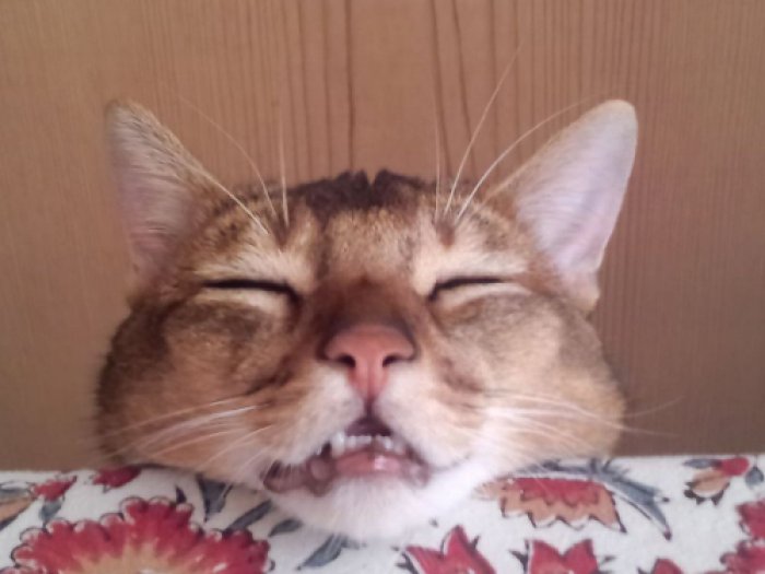 ねがお