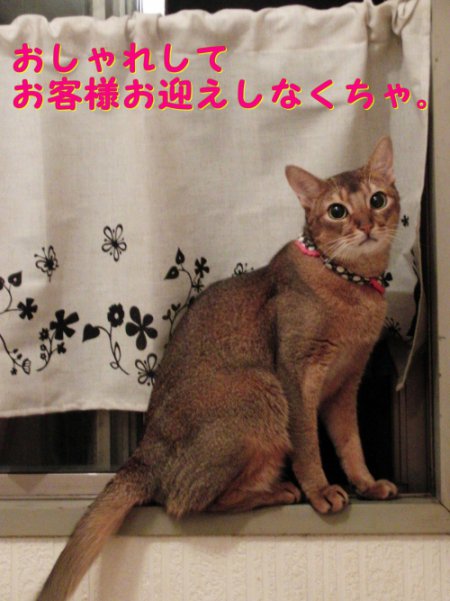 かっこかわいい
