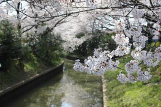 さくら川