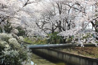 さくら川