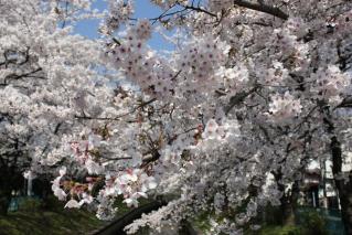 さくら川