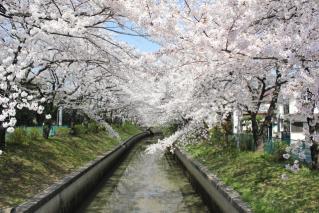 さくら川