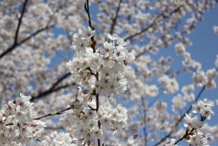 さくら川