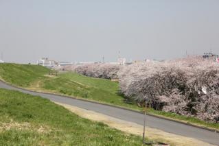 さくら川