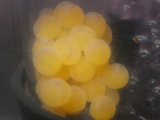 DSCF5028.jpg