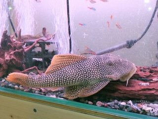 DSCF5035.jpg