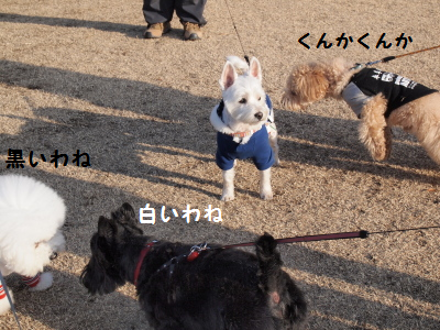 しろくろ