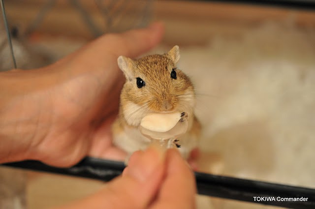 うまうまぁ~