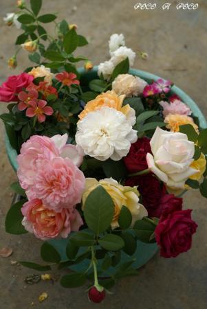皆さんのお花2