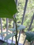なすのつぼみ