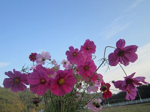 花束