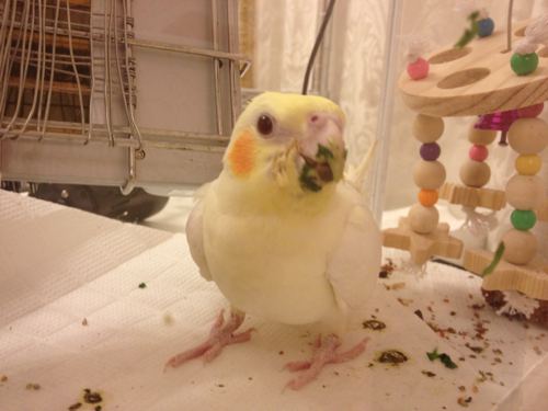 こまつな