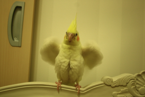 パフパフ