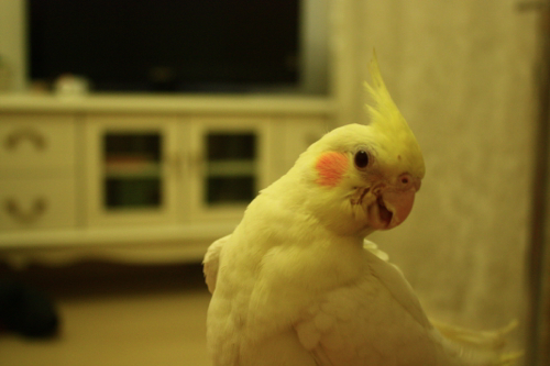 よろしくね!