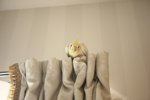 こんばんは!