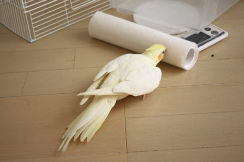 ちゅ!