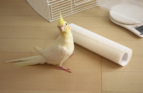 紹介しまちゅ